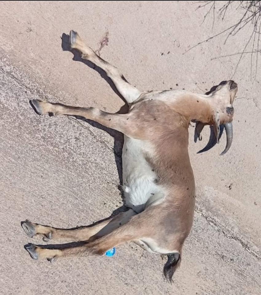 Dağ Keçisi Ölü Bulundu