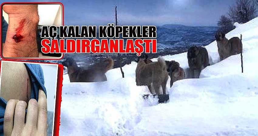 AÇ KALAN KÖPEKLER SALDIRGANLAŞTI