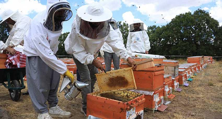BAL YARIŞMASI DÜZENLENECEK