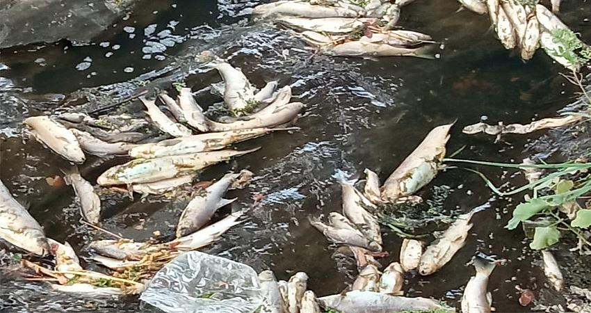 BALIK ÖLÜMLERİNE KANALİZASYON SULARI NEDEN OLDU