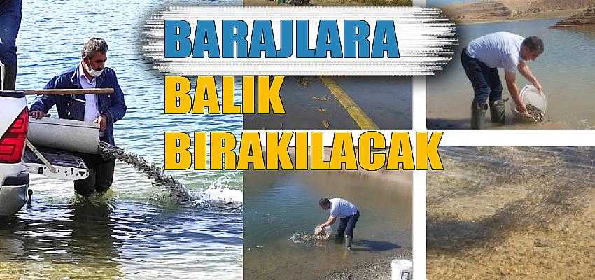Barajlara balık bırakılacak