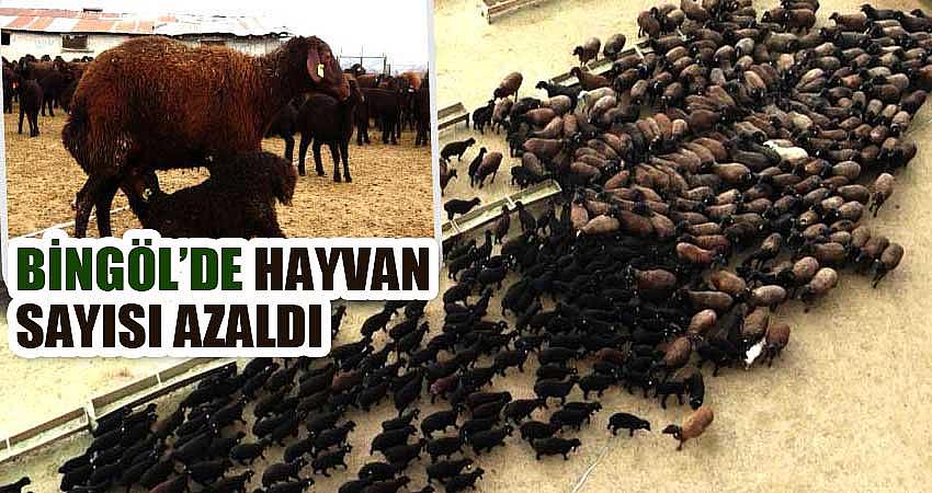 BİNGÖL’DE HAYVAN SAYISI AZALDI