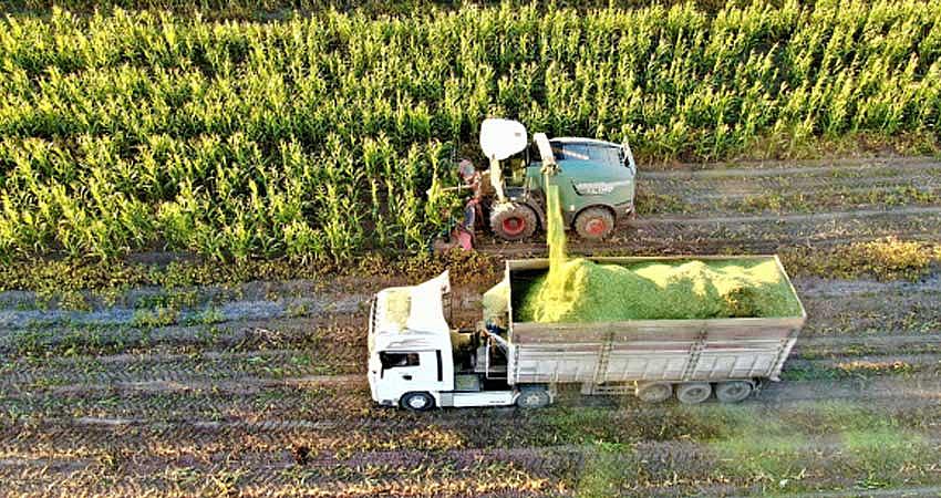 ÇİFTÇİLERE TOHUM DESTEĞİ VERİLECEK