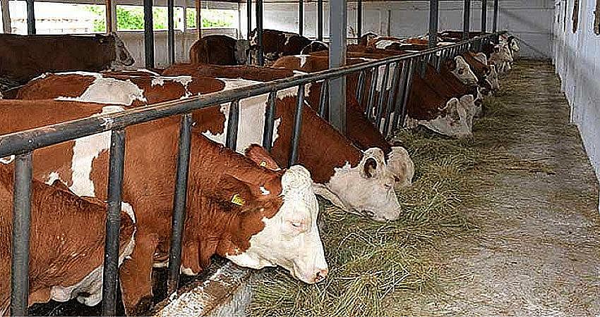 BİNGÖL’ÜN BİYOGAZ ÜRETİM POTANSİYELİ ARAŞTIRILDI