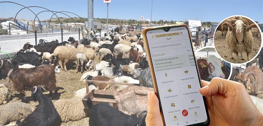 “HAYVAN VARLIĞI KURBAN BAYRAMI İÇİN YETERLİ DÜZEYDE”