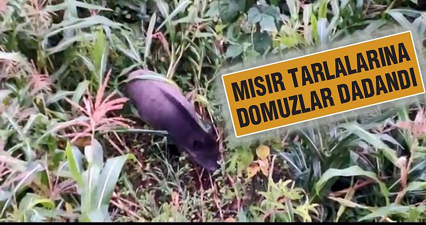  MISIR TARLALARINA DOMUZLAR DADANDI