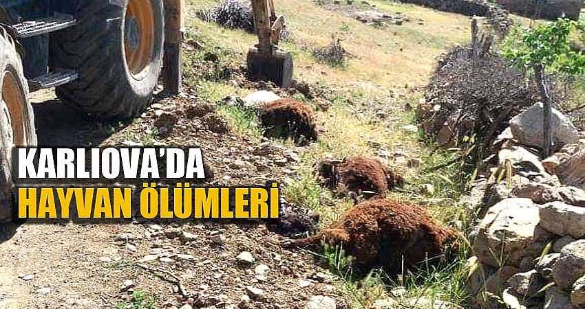 KARLIOVA’DA HAYVAN ÖLÜMLERİ
