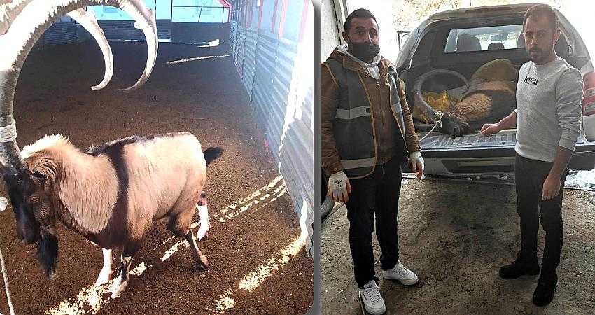 Yaralı yaban keçisi tedavi altına alındı