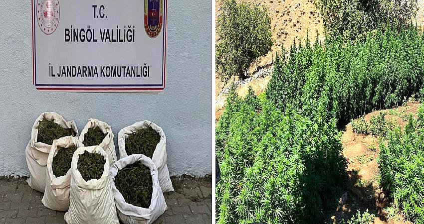 3 MİLYON 257 BİN KÖK KENEVİR BİTKİSİ ELE GEÇİRİLDİ