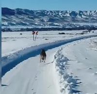 Kurt, Sağlık Görevlilerine Eşlik Etti