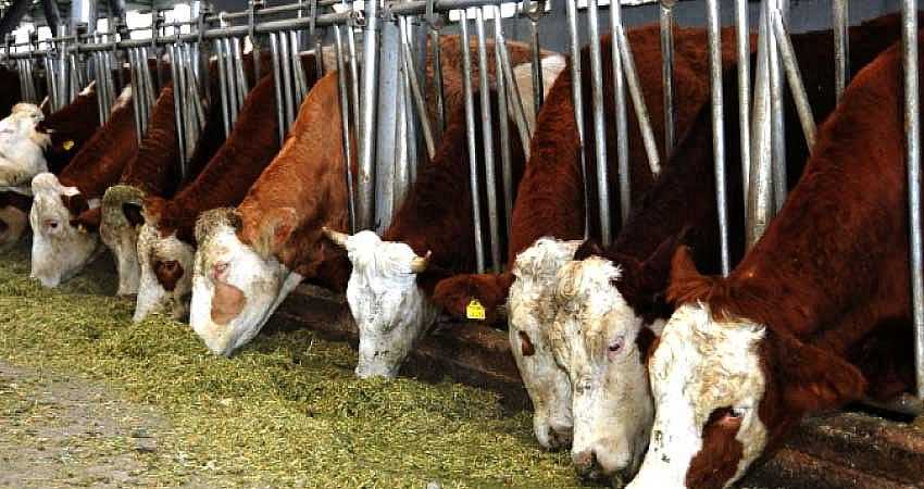 SIĞIR YETİŞTİRİCİLİĞİNE KREDİ DESTEĞİ